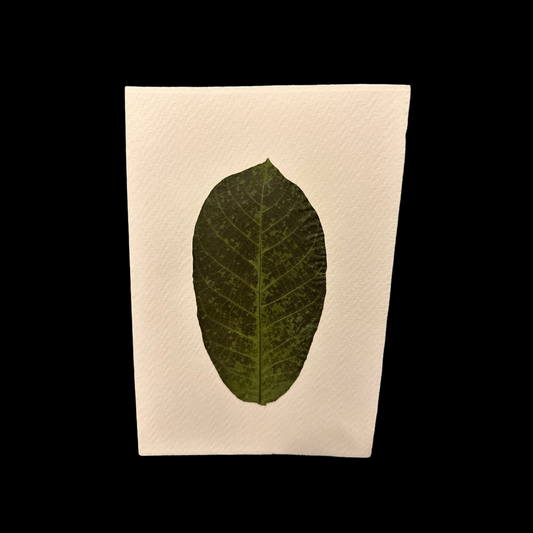 Single Walnut Leaf